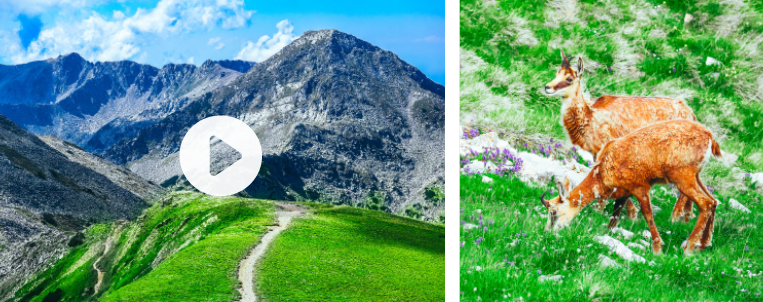 Дикие горные козы